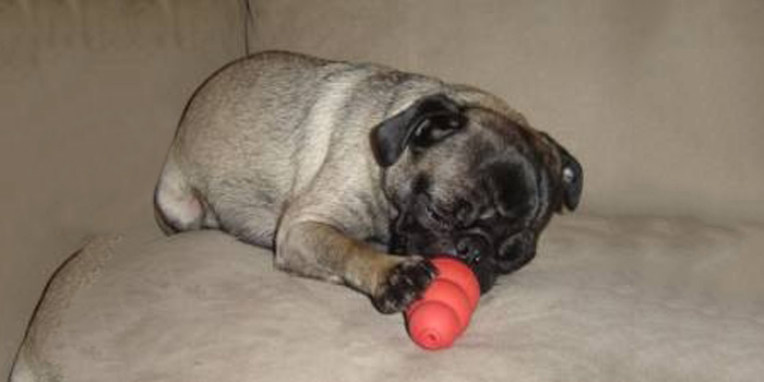Carlino Smutty leonado
