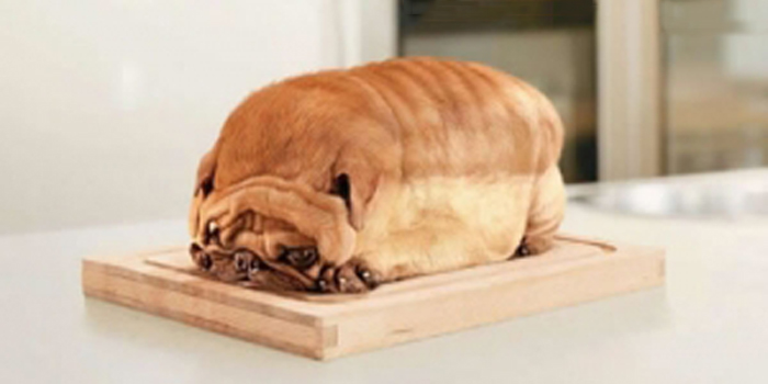 Ingredientes y complementos que puedes encontrar en el pienso de tu perro