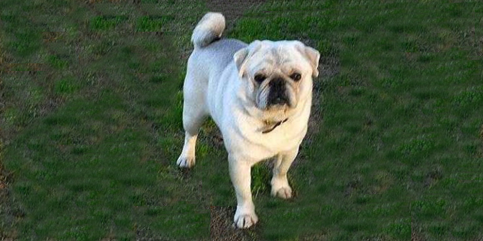 Carlino Blanco