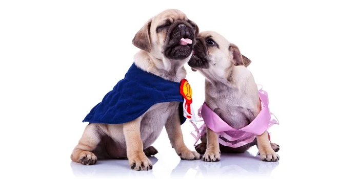 Enseña a tu perro a darte un beso