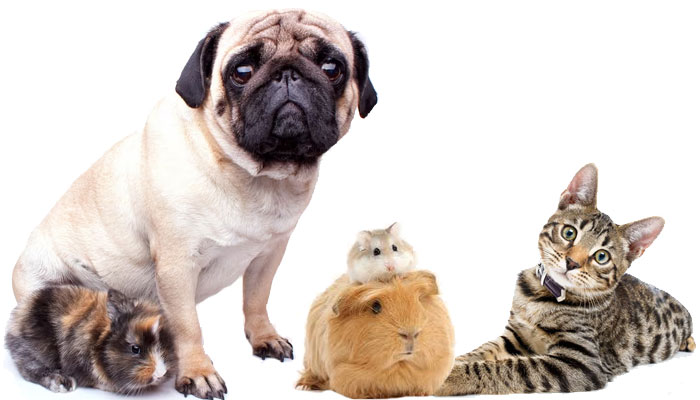 El carlino y su relación con otros animales: cómo convivir con conejos, hámsteres y otros animales pequeños