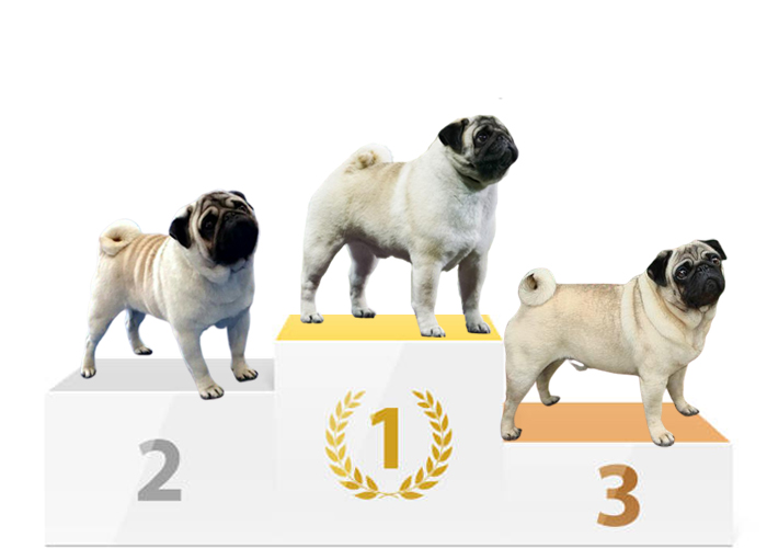 Clases de Competición
