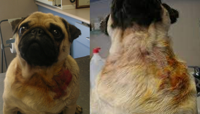 El Pug y las Alergias