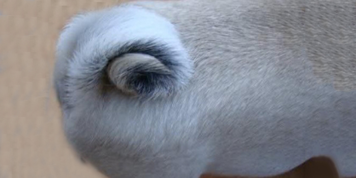 La cola del carlino