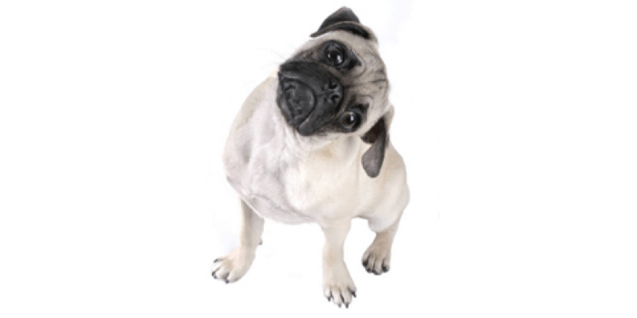 Perfil comportamental de la raza de perro pug
