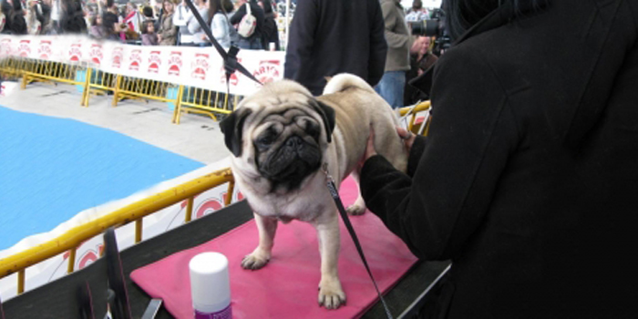 ¿Qué son las exposiciones caninas?