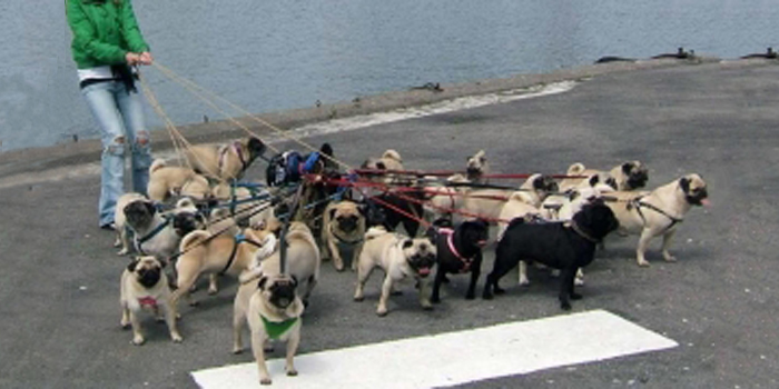 ¿Cómo llevar tu perro de paseo?
