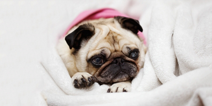 Hechos interesantes Pug