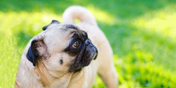 Mascotas extraviadas, medidas que hay que tomar en cuenta