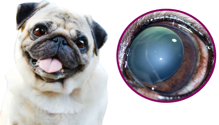 Luxación del cristalino en perros - Causas, síntomas y tratamiento