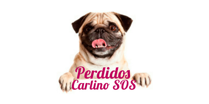He perdido a mi pug ... ¿Qué hago?