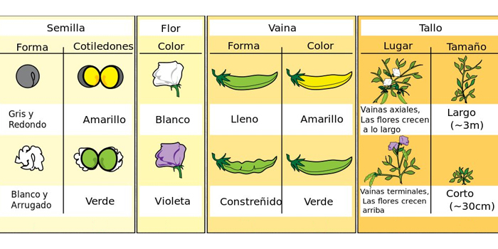 Ejercicios Genética mendeliana