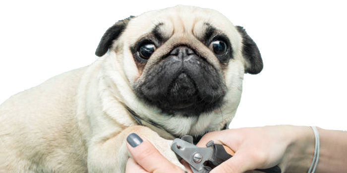 Como cortar las uñas a tu perro