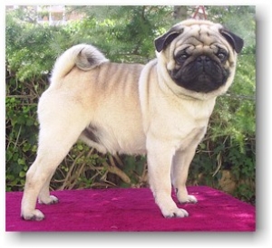 De Bullsland Bullmastiff & Pugs | Valencia, España