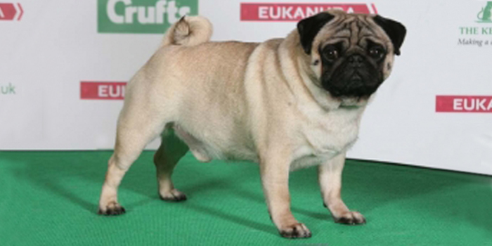 Resultados Crufts 2014