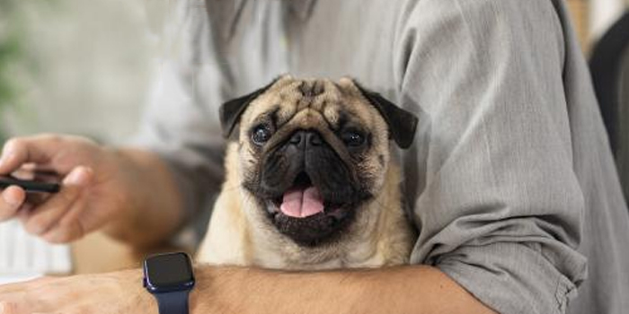 Como interpretar un Pedigree