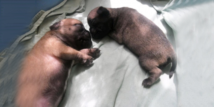 Muerte postnatal en cachorros