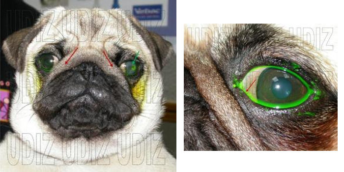 Entropion por pliegue facial