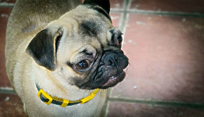 Dos detenidos por vender cachorros con pedigrí falso