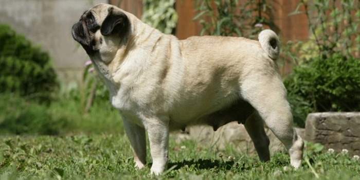 Los 5 Problemas de salud más comunes en los perros Carlino