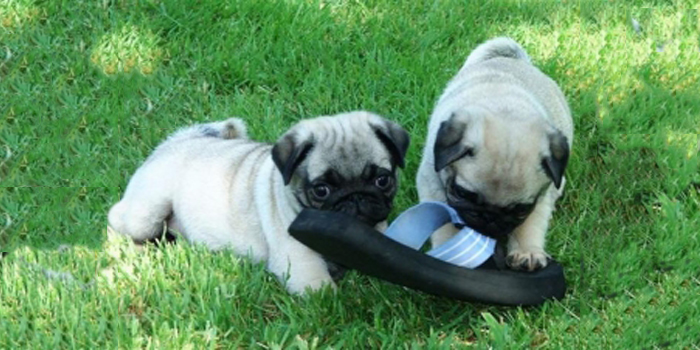 Educación básica del pug