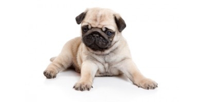 ¿Cómo hacer que nuestro perro se tumbe?