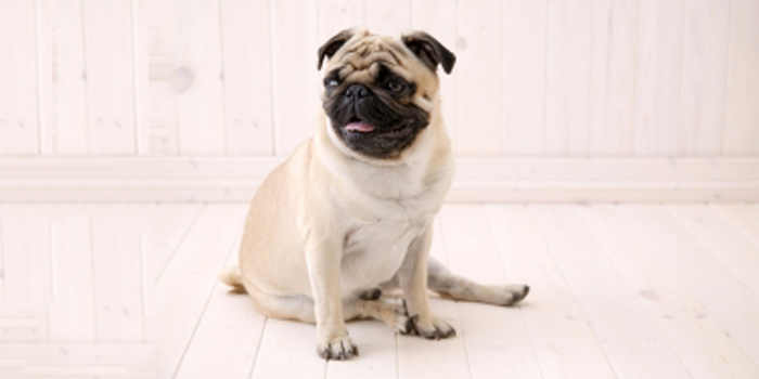 ¿Cómo hacer que nuestro perro se siente?
