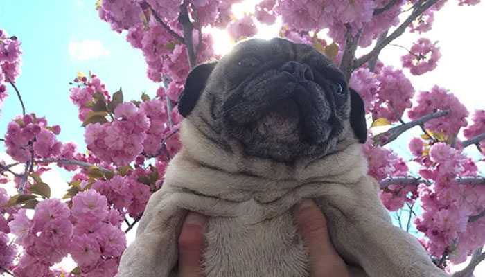 Cómo oxigenar un pug