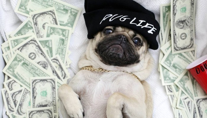 Cuánto cuesta mantener un perro