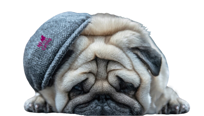 Carlinos en la moda: la influencia de estos perros en la cultura popular