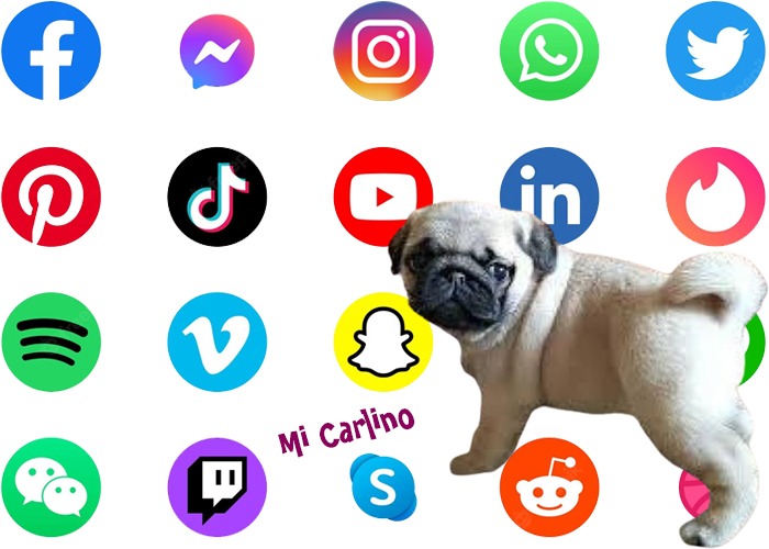 Los carlinos y la fama en las redes sociales: cómo se convirtieron en los influencers más adorables