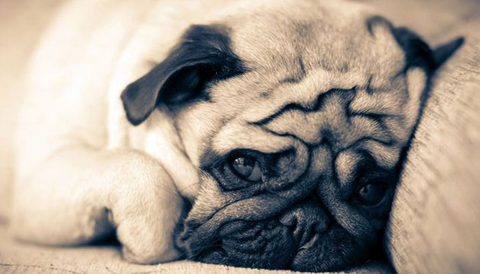 Las razas de perro que sueltan más pelo