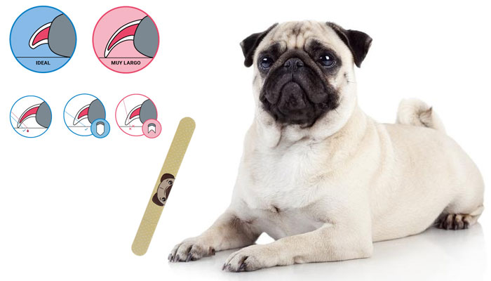 Los carlinos y el cuidado de las uñas: cómo cortar y cuidar las uñas de tu perro en casa