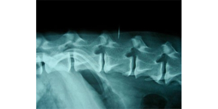 ¿Qué hacer si tenemos un perro con hernia discal?