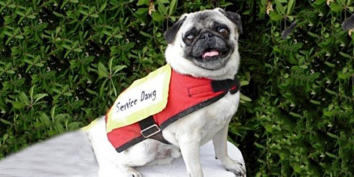 Caninoterapia