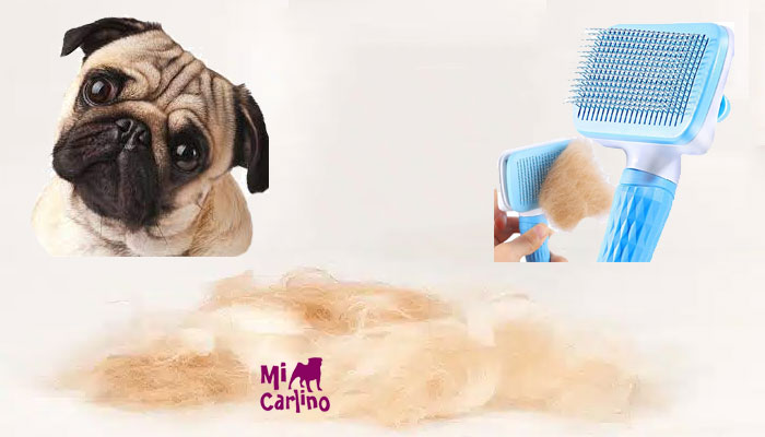 Cómo afecta la muda del pelo a tu carlino