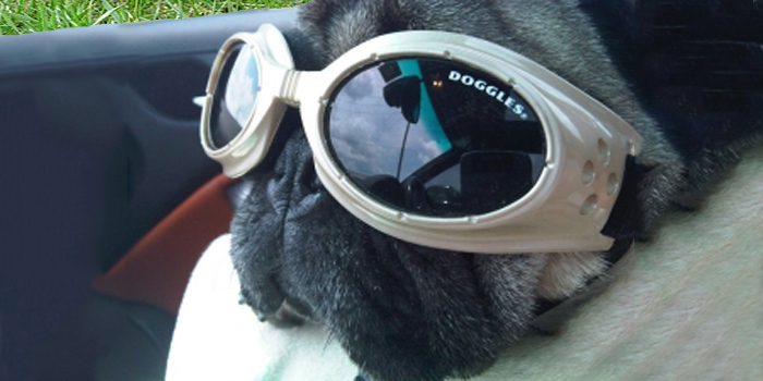 Gafas y Lentes para nuestros chatos