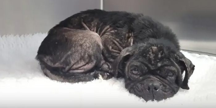 Procedimiento para evitar y denunciar el maltrato hacia un animal