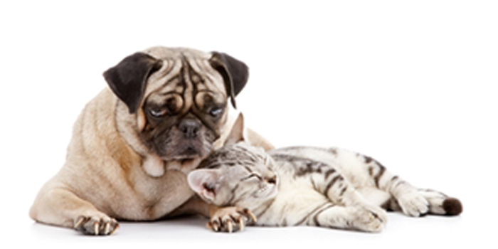 ¿Perros y gatos conviviendo?