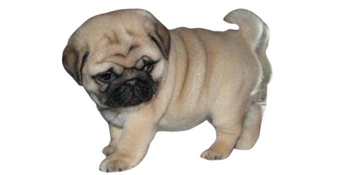 Recibir al cachorro
