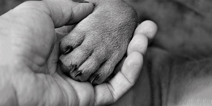 Enseña a tu perro a dar la pata