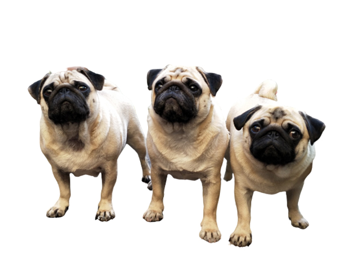¿Por qué el carlino es conocido como el perro 
