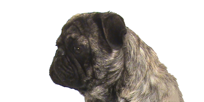 Carlino Brindle