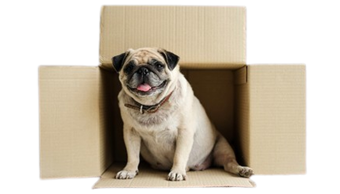 ¿Qué es un perro vagabundo?