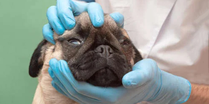 Queratitis pigmentaria en Pugs