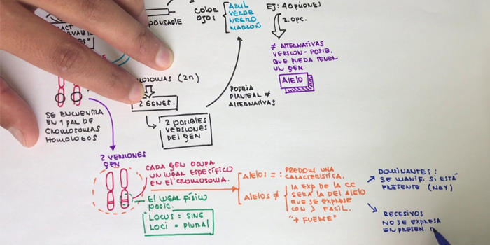 Genes, alelos y loci