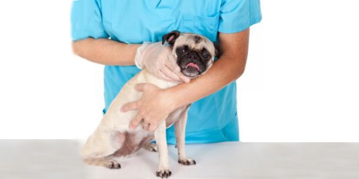 Calendario vacunación perros