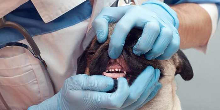 ¿Cómo limpiar los dientes de tu perro?