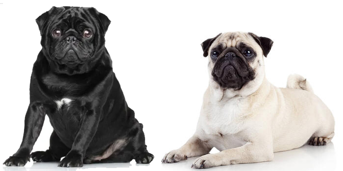 ¿Puedes permitirte tener un Carlino?