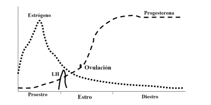 Control hormonal del ciclo
